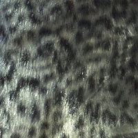 Мех искусственный для верхней одежды  в Ижевске